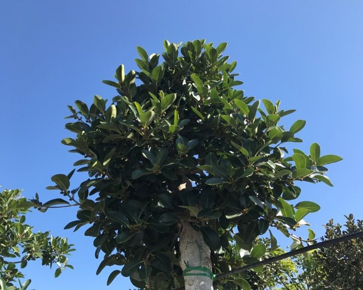 Ficus australis